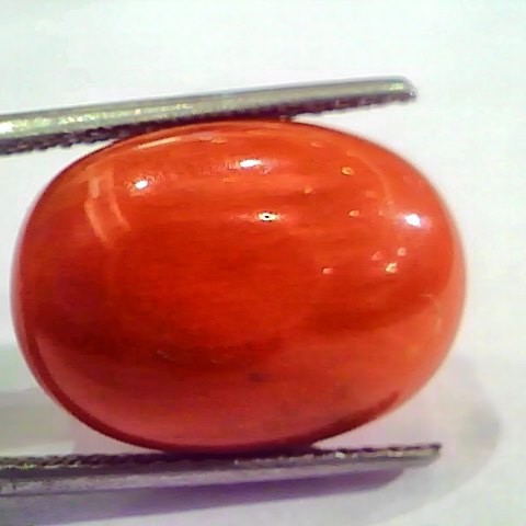 Huge 19.00 Ct Untreated Natural Italian Red Coral Gemstones AAA