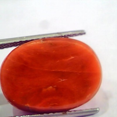 Huge 19.00 Ct Untreated Natural Italian Red Coral Gemstones AAA
