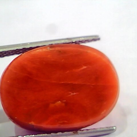 Huge 19.00 Ct Untreated Natural Italian Red Coral Gemstones AAA