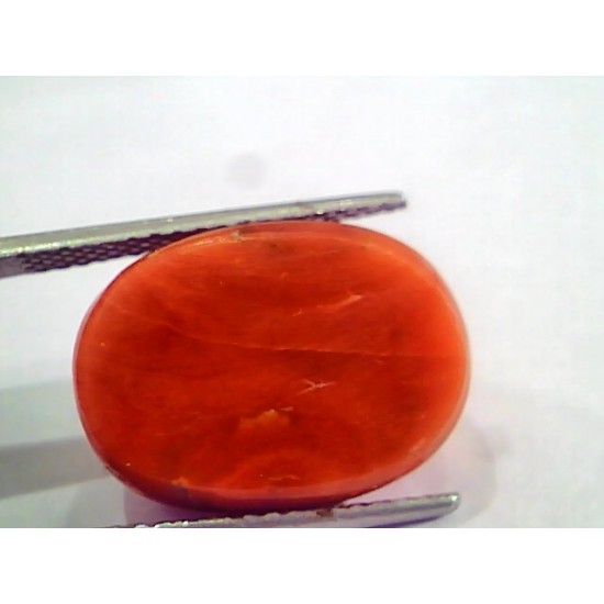 Huge 19.00 Ct Untreated Natural Italian Red Coral Gemstones AAA