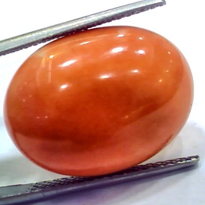 Huge 19.21 Ct 31 Ratti Natural Untreated Japan Red Coral Moonga Gems