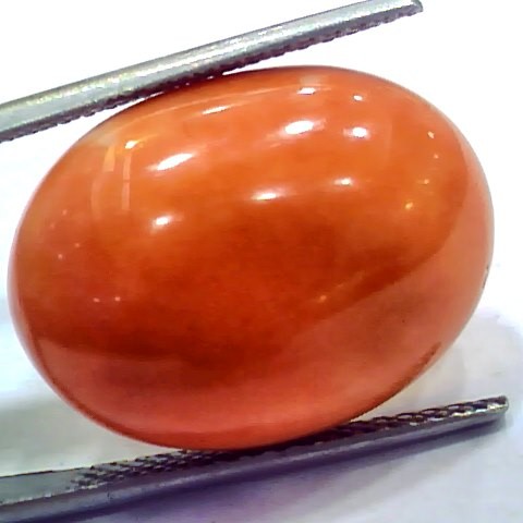 Huge 19.21 Ct 31 Ratti Natural Untreated Japan Red Coral Moonga Gems