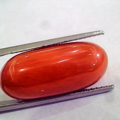 Huge 19.51 Ct Untreated Natural Premium Italian Red Coral AAAAA