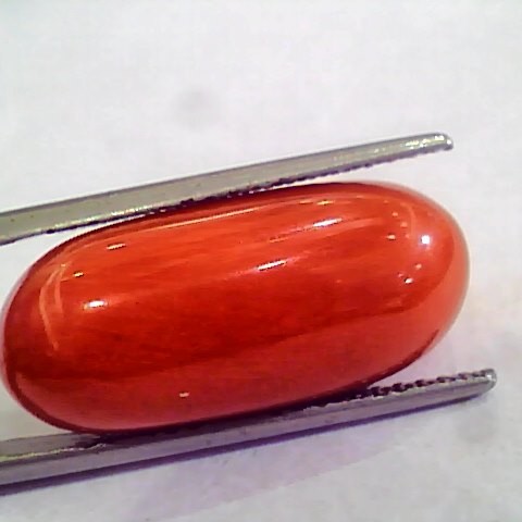 Huge 19.51 Ct Untreated Natural Premium Italian Red Coral AAAAA