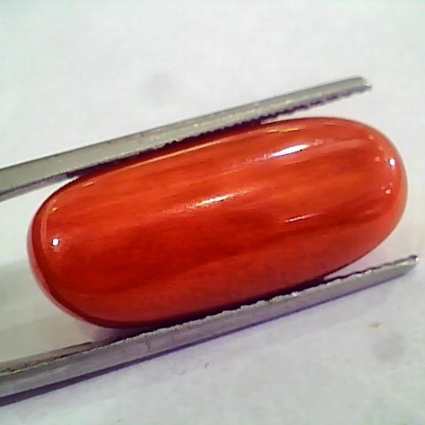 Huge 19.51 Ct Untreated Natural Premium Italian Red Coral AAAAA