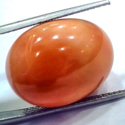 Huge 19.70 Ct 32 Ratti Natural Untreated Japan Red Coral Moonga Gems