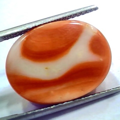Huge 19.70 Ct 32 Ratti Natural Untreated Japan Red Coral Moonga Gems