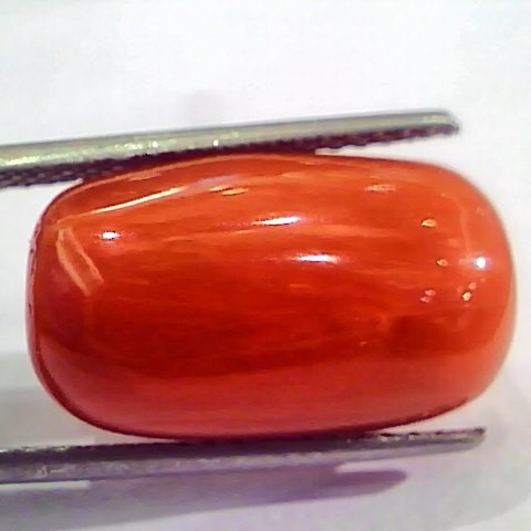 Huge 20.00 Ct Untreated Natural Italian Red Coral Gemstones AAA