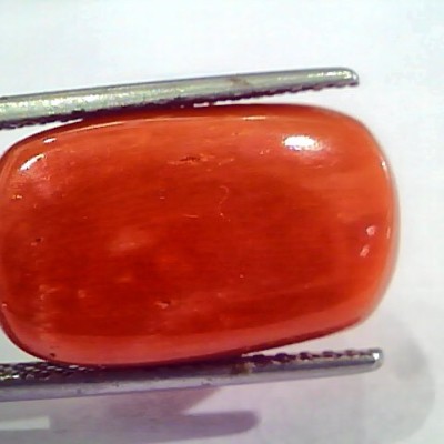 Huge 20.00 Ct Untreated Natural Italian Red Coral Gemstones AAA
