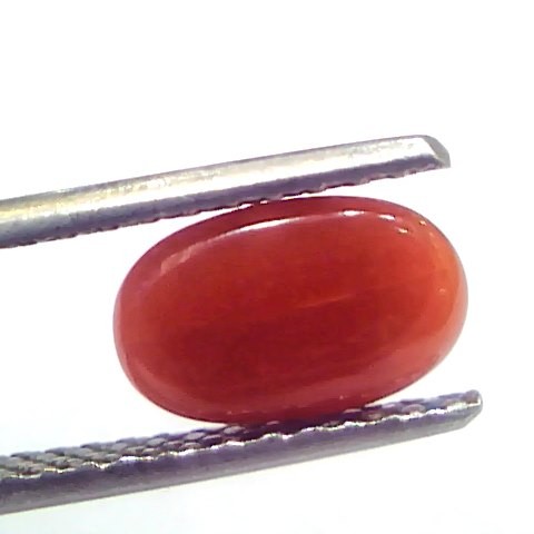 2.12 Ct 3.5 Ratti Natural Untreated Italian Red Coral Moonga Gems
