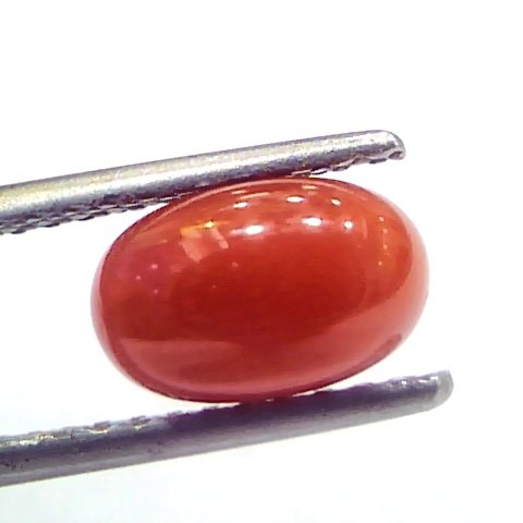 2.12 Ct 3.5 Ratti Natural Untreated Italian Red Coral Moonga Gems