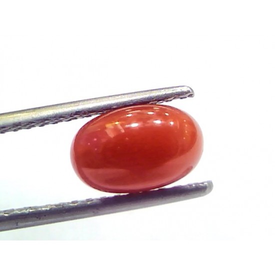 2.12 Ct 3.5 Ratti Natural Untreated Italian Red Coral Moonga Gems