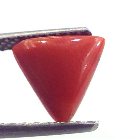 2.13 Carat Natural Italian Triangle Red Coral Moonga Gemstone