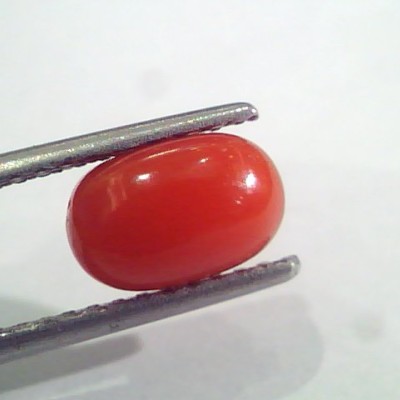2.24 Ct 3.6 Ratti Natural Italian Red Coral Moonga Gemstone AAAA