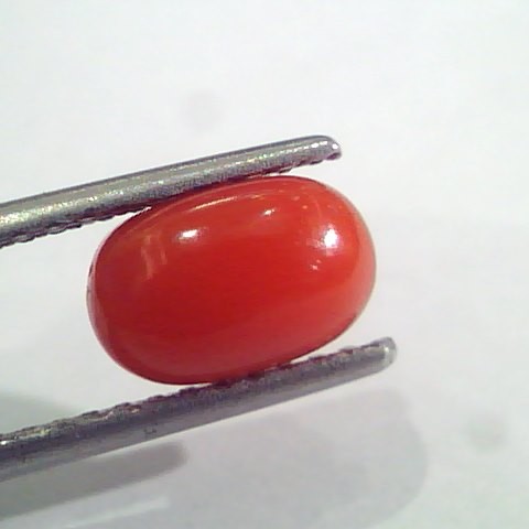 2.24 Ct 3.6 Ratti Natural Italian Red Coral Moonga Gemstone AAAA