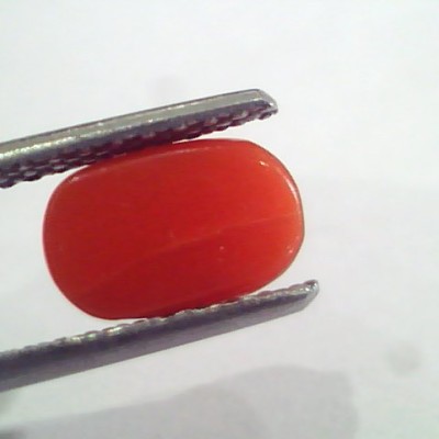 2.24 Ct 3.6 Ratti Natural Italian Red Coral Moonga Gemstone AAAA