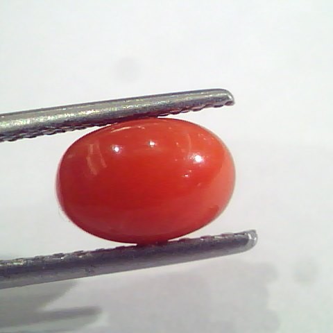 2.25 Ct 3.7 Ratti Natural Italian Red Coral Moonga Gemstone AAAA