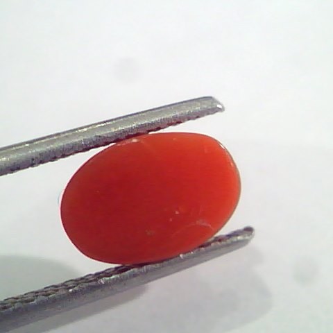 2.25 Ct 3.7 Ratti Natural Italian Red Coral Moonga Gemstone AAAA