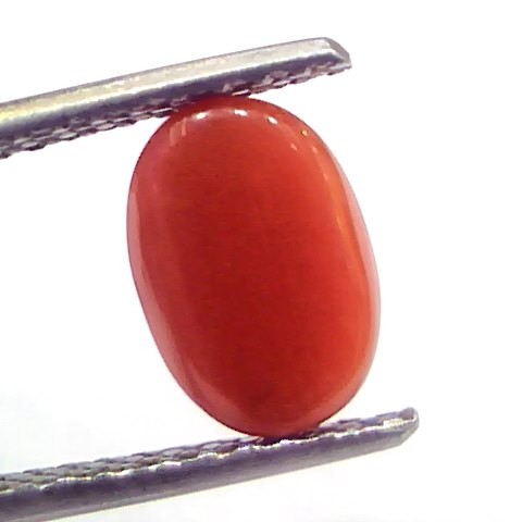 2.28 Ct 3.8 Ratti Natural Untreated Italian Red Coral Moonga Gems