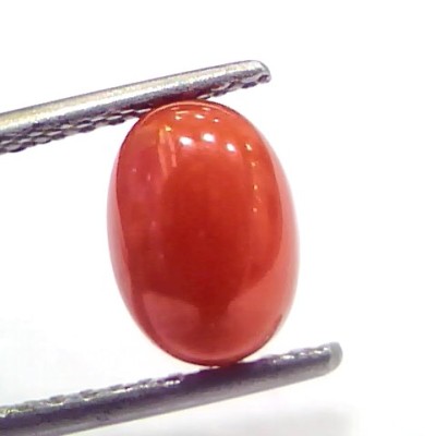 2.28 Ct 3.8 Ratti Natural Untreated Italian Red Coral Moonga Gems
