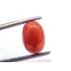 2.28 Ct 3.8 Ratti Natural Untreated Italian Red Coral Moonga Gems