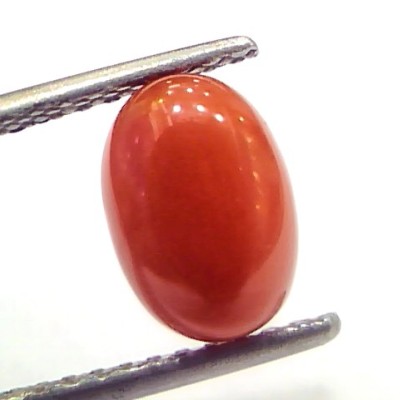 2.41 Ct 4 Ratti Natural Untreated Italian Red Coral Moonga Gems