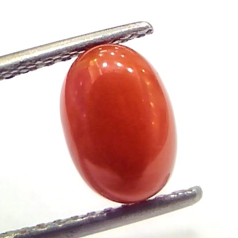 2.41 Ct 4 Ratti Natural Untreated Italian Red Coral Moonga Gems