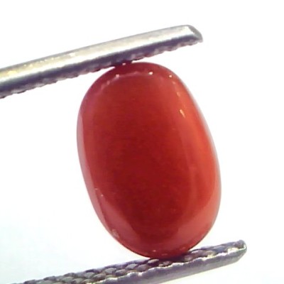 2.41 Ct 4 Ratti Natural Untreated Italian Red Coral Moonga Gems
