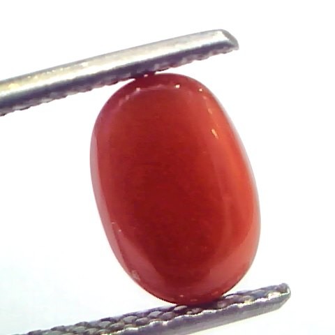 2.41 Ct 4 Ratti Natural Untreated Italian Red Coral Moonga Gems