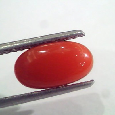2.38 Ct 4 Ratti Natural Italian Red Coral Moonga Gemstone AAAA