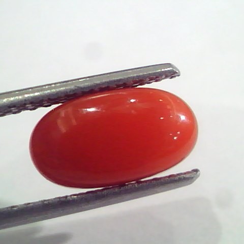 2.38 Ct 4 Ratti Natural Italian Red Coral Moonga Gemstone AAAA