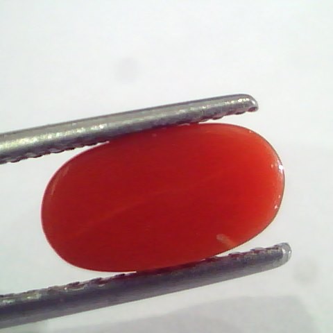 2.38 Ct 4 Ratti Natural Italian Red Coral Moonga Gemstone AAAA