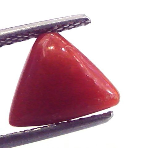 2.40 Carat Natural Italian Triangle Red Coral Moonga Gemstone