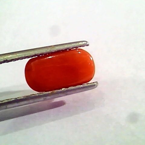 2.42 Ct 4 Ratti Natural Italian Red Coral Moonga Gemstone AAAA