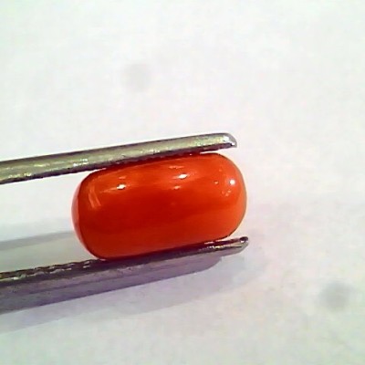 2.42 Ct 4 Ratti Natural Italian Red Coral Moonga Gemstone AAAA