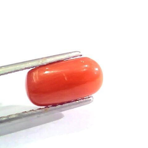 2.44 Ct 4 Ratti Natural Italian Red Coral Moonga Gemstone AAAA