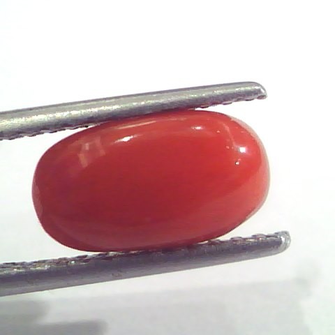 2.45 Ct 4 Ratti Natural Italian Red Coral Moonga Gemstone AAAA