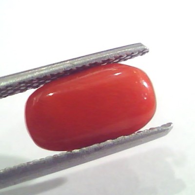 2.45 Ct 4 Ratti Natural Italian Red Coral Moonga Gemstone AAAA