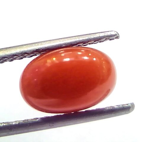 2.50 Ct 4.15 Ratti Natural Untreated Italian Red Coral Moonga Gems