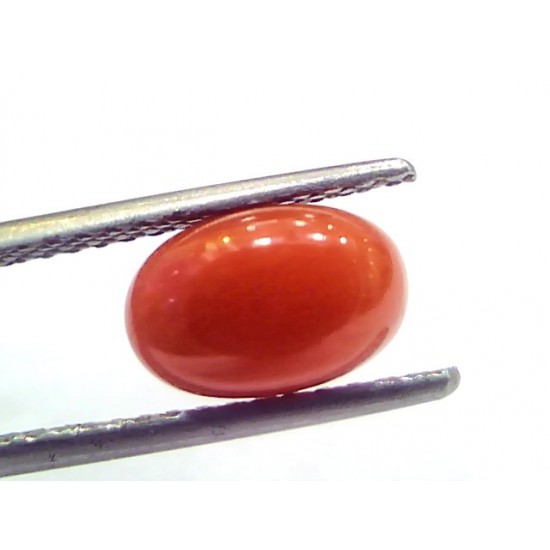 2.50 Ct 4.15 Ratti Natural Untreated Italian Red Coral Moonga Gems