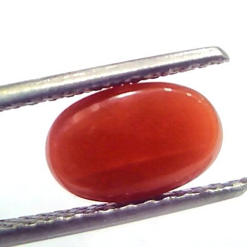2.50 Ct 4.15 Ratti Natural Untreated Italian Red Coral Moonga Gems