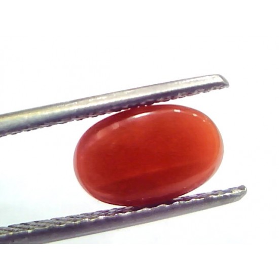 2.50 Ct 4.15 Ratti Natural Untreated Italian Red Coral Moonga Gems