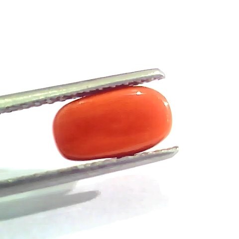 2.46 Ct 2.70 Ratti Natural Italian Red Coral Moonga Gemstone AAAA