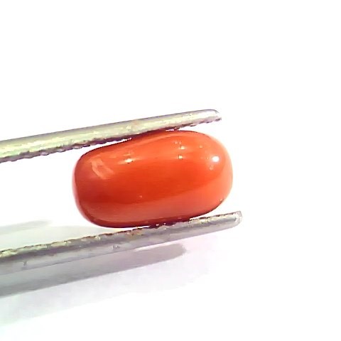 2.46 Ct 2.70 Ratti Natural Italian Red Coral Moonga Gemstone AAAA
