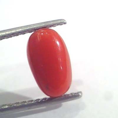 2.49 Ct 2.73 Ratti Natural Italian Red Coral Moonga Gemstone AAAA