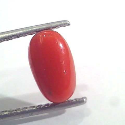 2.49 Ct 2.73 Ratti Natural Italian Red Coral Moonga Gemstone AAAA