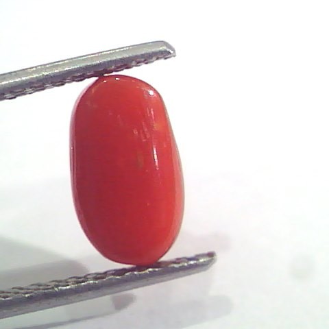 2.49 Ct 2.73 Ratti Natural Italian Red Coral Moonga Gemstone AAAA