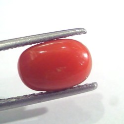 2.51 Ct 2.75 Ratti Natural Italian Red Coral Moonga Gemstone AAAA