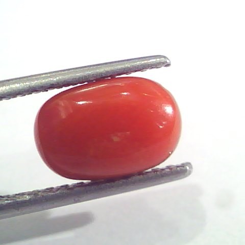 2.51 Ct 2.75 Ratti Natural Italian Red Coral Moonga Gemstone AAAA