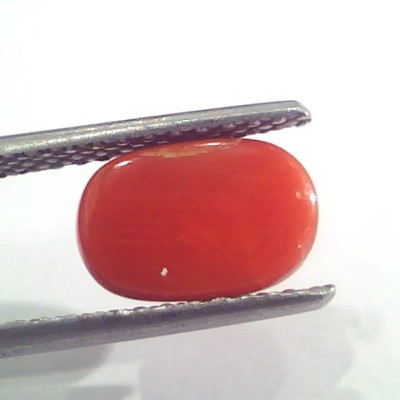 2.51 Ct 2.75 Ratti Natural Italian Red Coral Moonga Gemstone AAAA